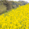 yellow carpet