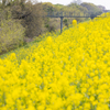 yellow carpet