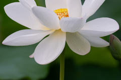 花びらの雫
