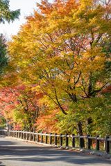 黄金色の並木道