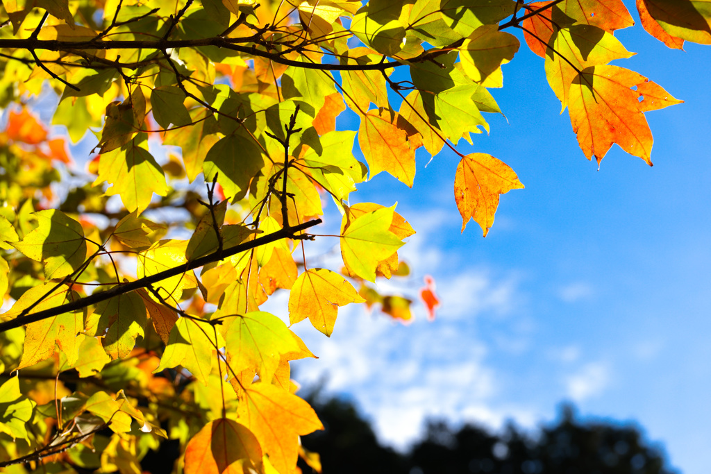 秋晴れと紅葉