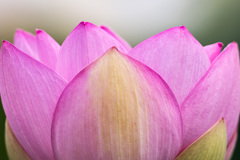 Lotus Crown