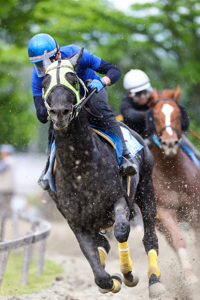 草競馬