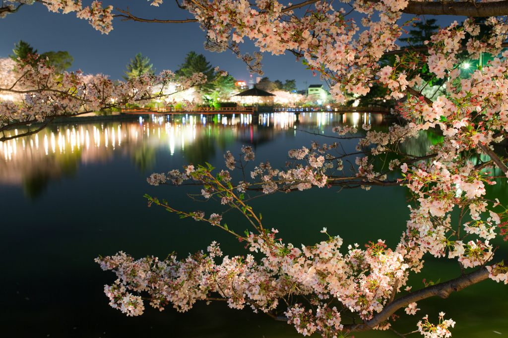 夜桜