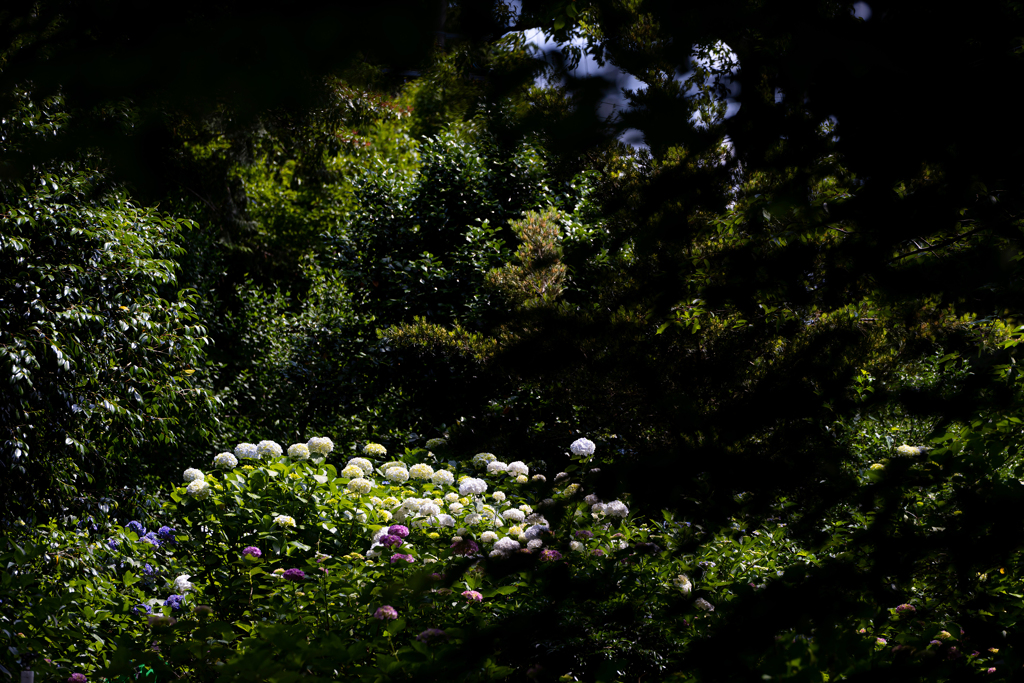  花開く森