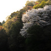名も無き桜