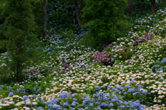 あじさいの森