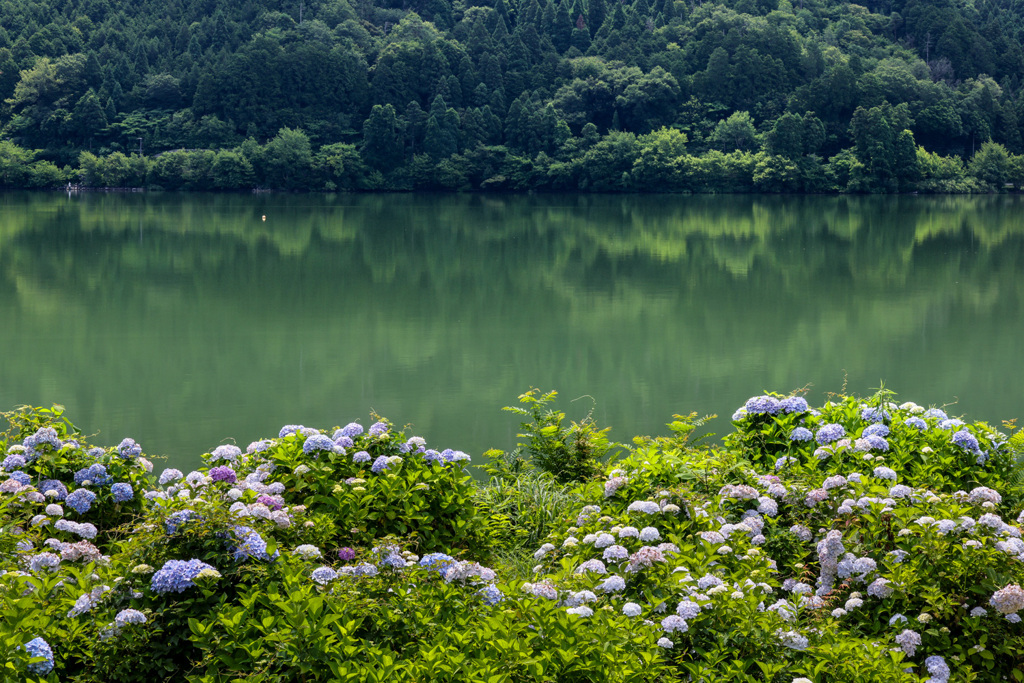 湖畔の紫陽花