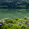 湖畔の紫陽花