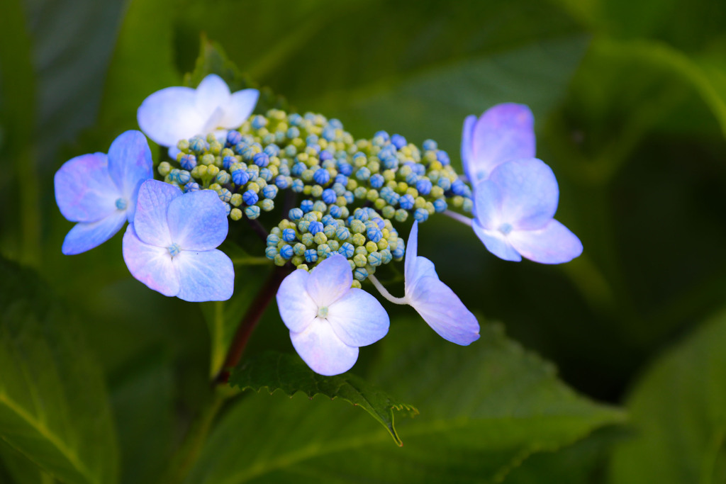 紫陽花