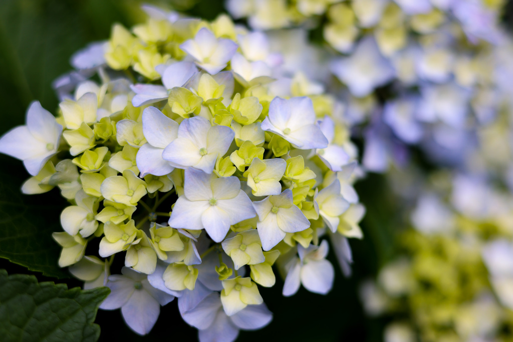 紫陽花