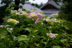 雨中の紫陽花