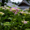 雨中の紫陽花