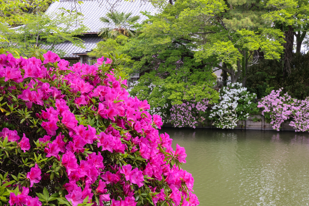 つつじ　九華公園