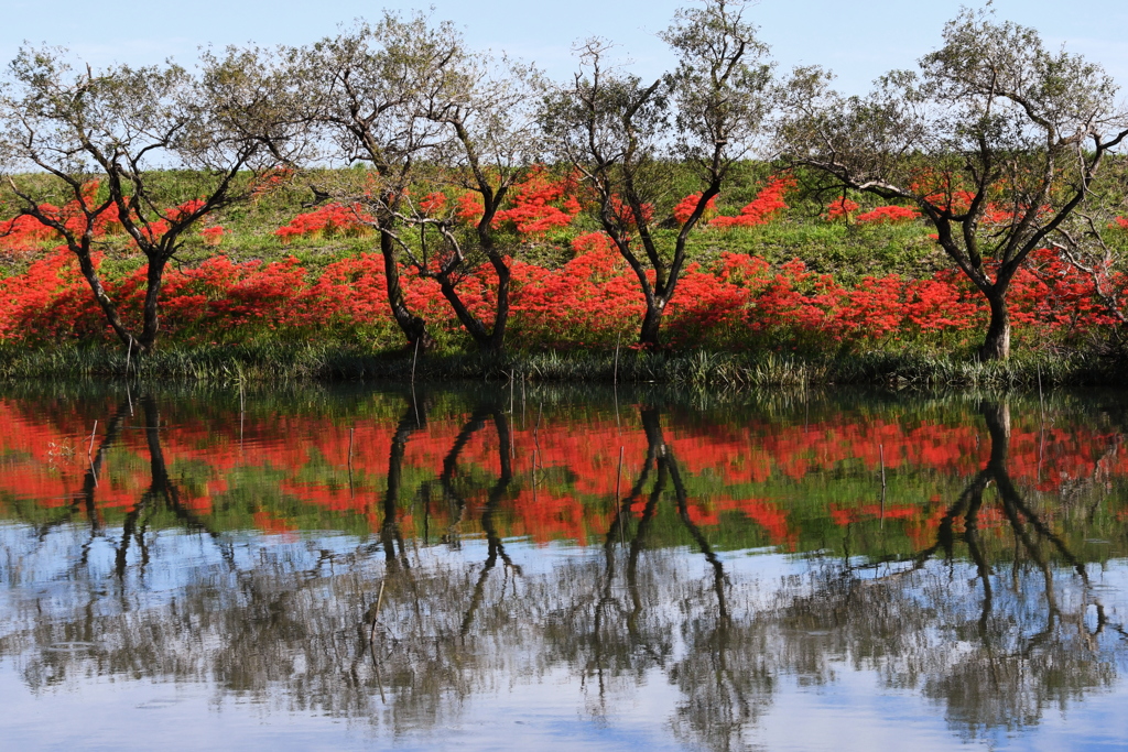 彼岸花