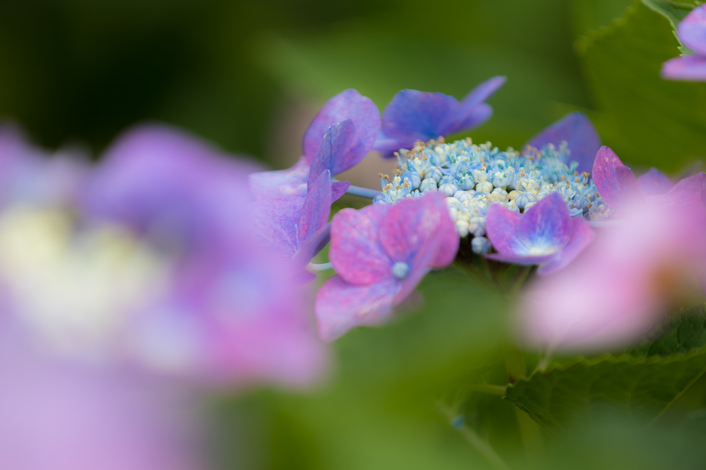 紫陽花