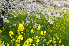 彩りの春
