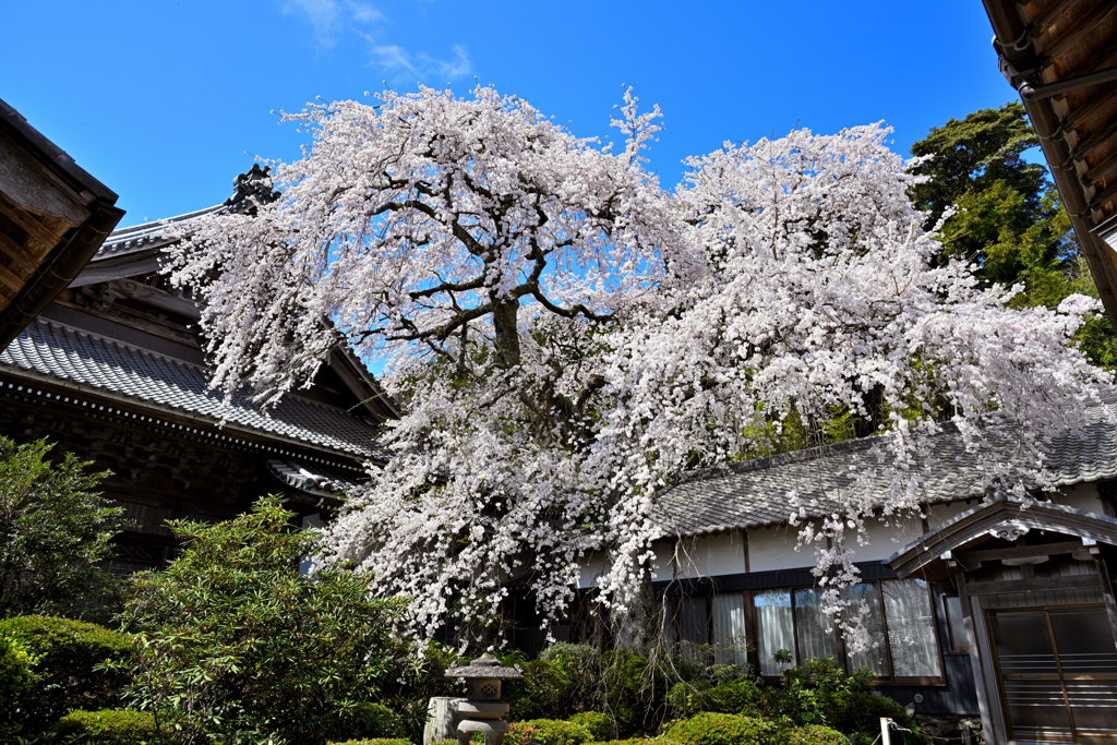 天皇山 勝泉寺の桜