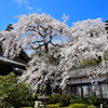 天皇山 勝泉寺の桜