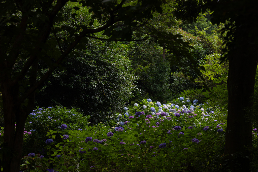 紫陽花の公園
