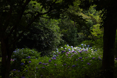 紫陽花の公園