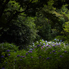 紫陽花の公園