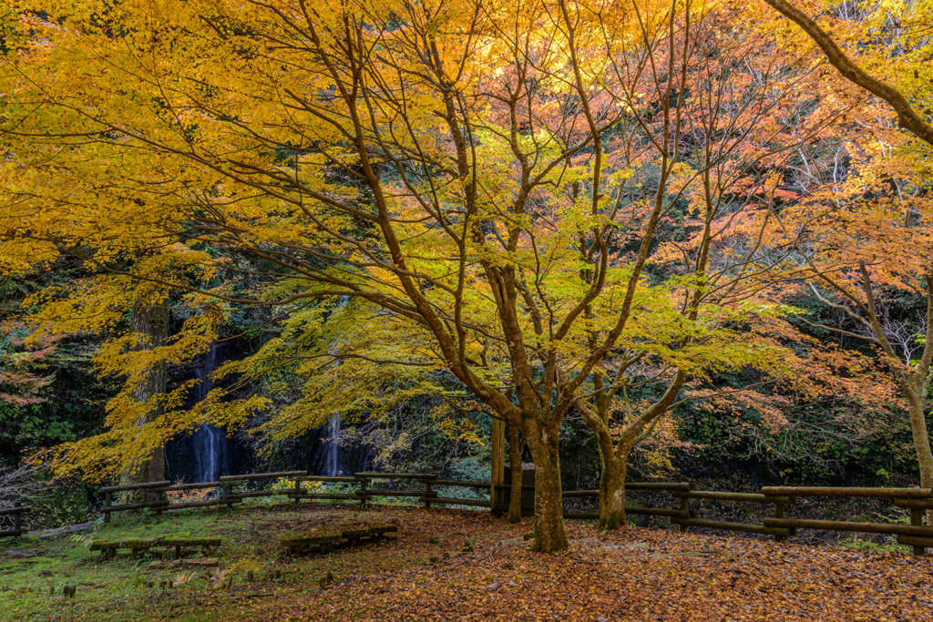 満ちる森の色彩