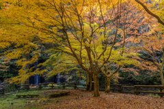 満ちる森の色彩