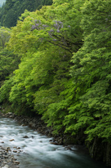 渓流と山藤