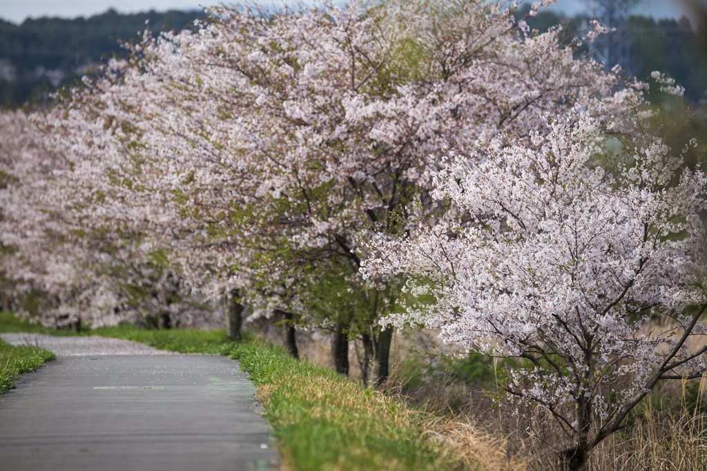 桜ロード