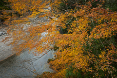 晩秋の紅葉