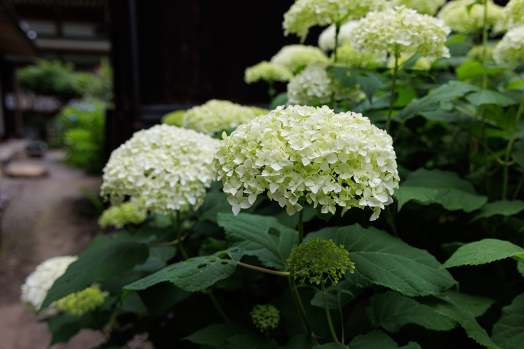 桂昌寺の白紫陽花