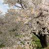 さくら満開、はる満開_2