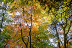 森閑（しんかん）の空