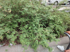 DSC05040