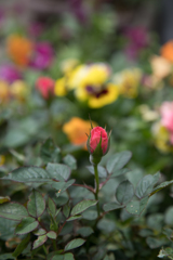 私はこれから　その１