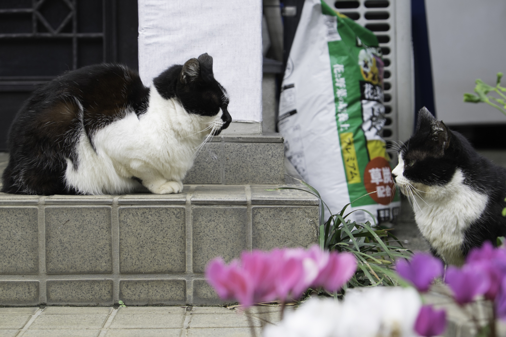 あっちむいて・・・