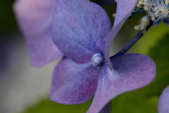 青い紫陽花は
