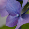 青い紫陽花は