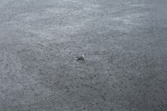 突然の雨