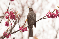 寒緋桜