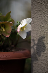 クリスマスローズ