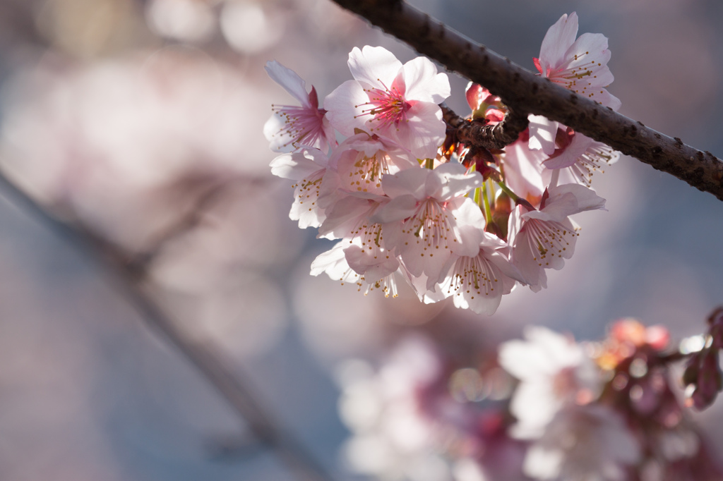 河津桜　その３