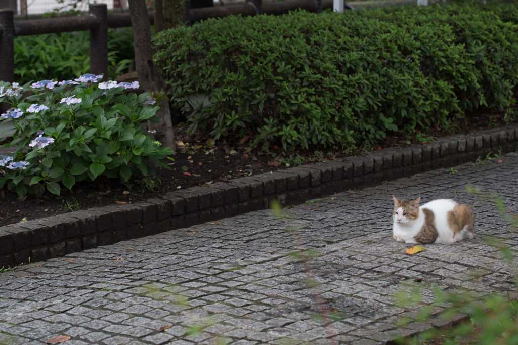 あじさいとにゃんこ　その２