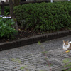 あじさいとにゃんこ　その２