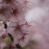 河津桜　その４