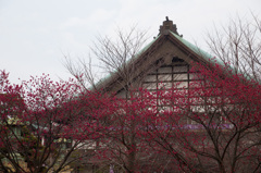 寒緋桜