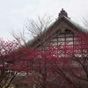 寒緋桜