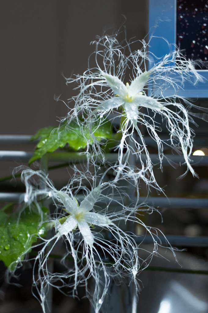 一夜だけふんわり咲く予定が・・・