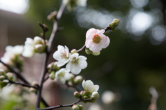 梅の花